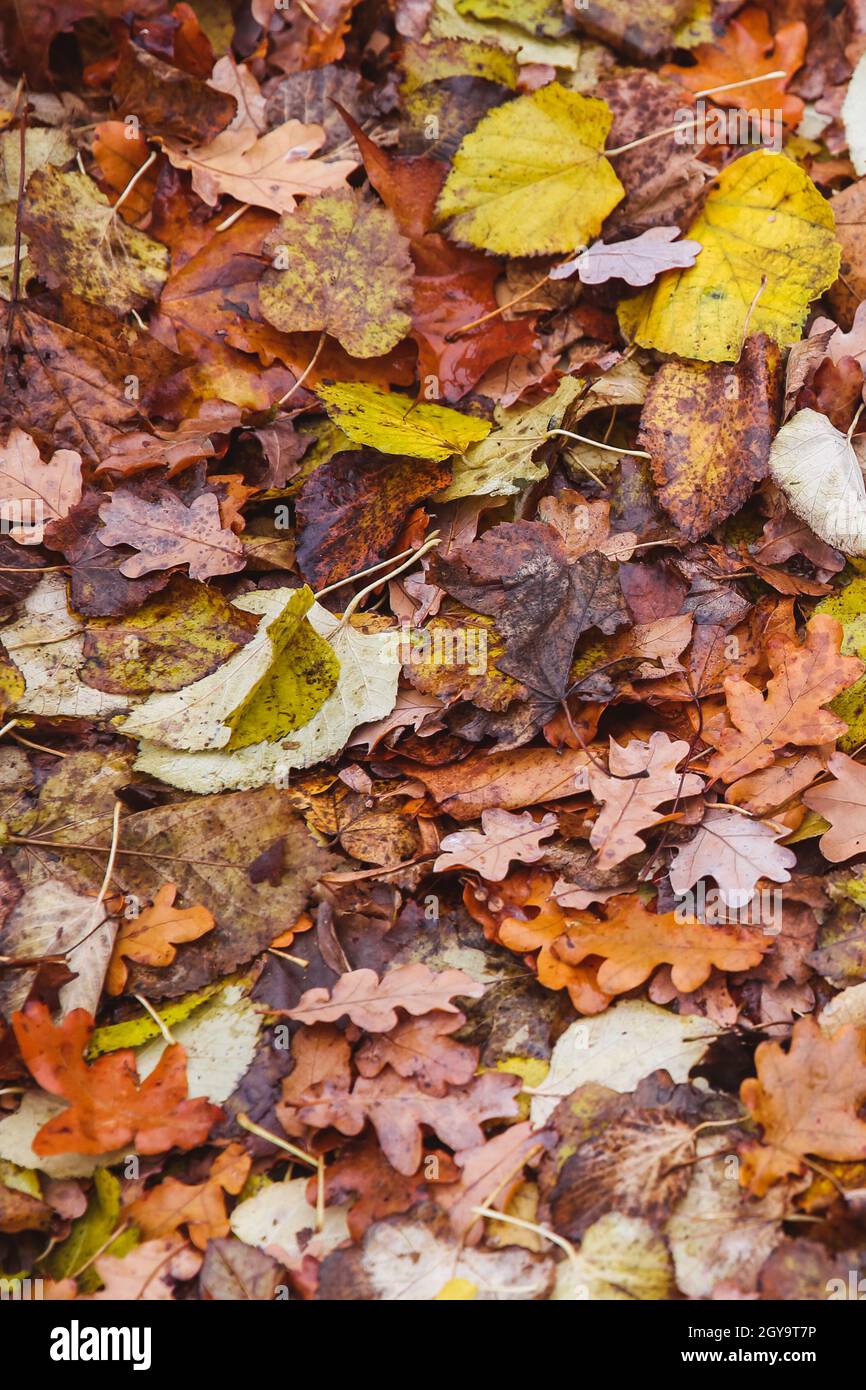 Coloratissime foglie autunnali che si stendono a terra. Vista dall'alto. Foto Stock