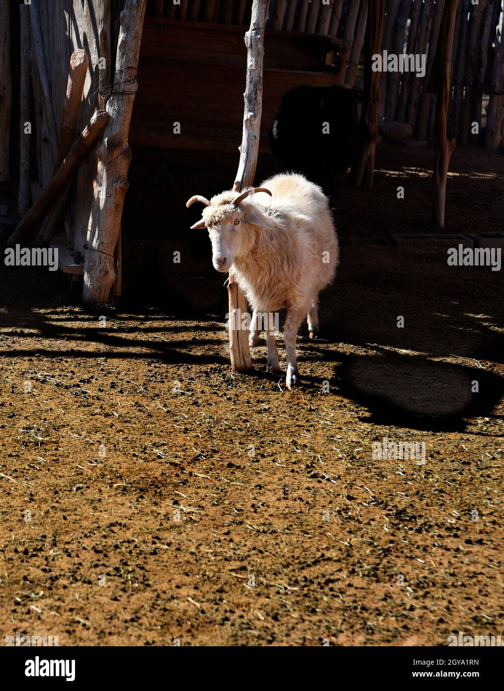 Pecore allevate per la loro lana a El Rancho de las Golondrinas Living History Complex vicino a Santa Fe, New Mexico. Foto Stock