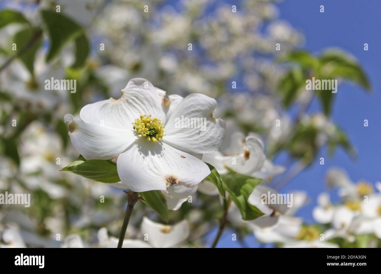 White Dogwood Tree in piena fioritura Cornus florida Foto Stock