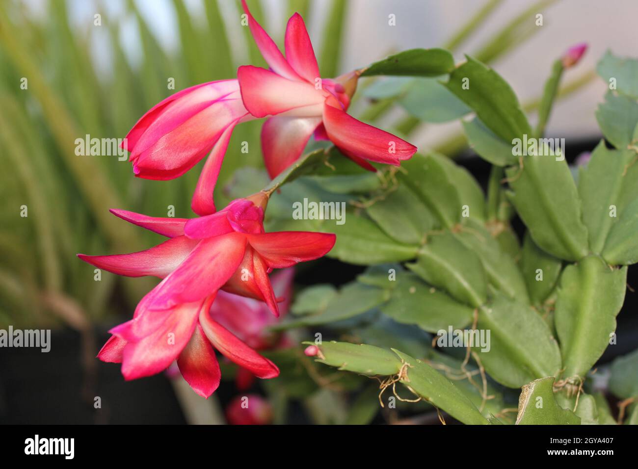 Natale Cactus con fiori rosa S. truncata Foto Stock