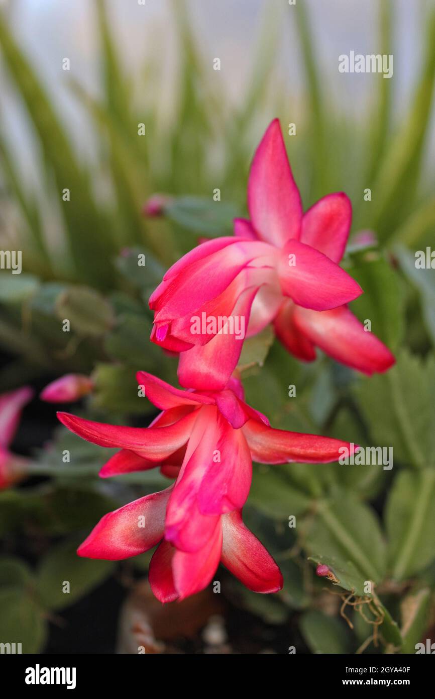 Natale Cactus con fiori rosa S. truncata Foto Stock