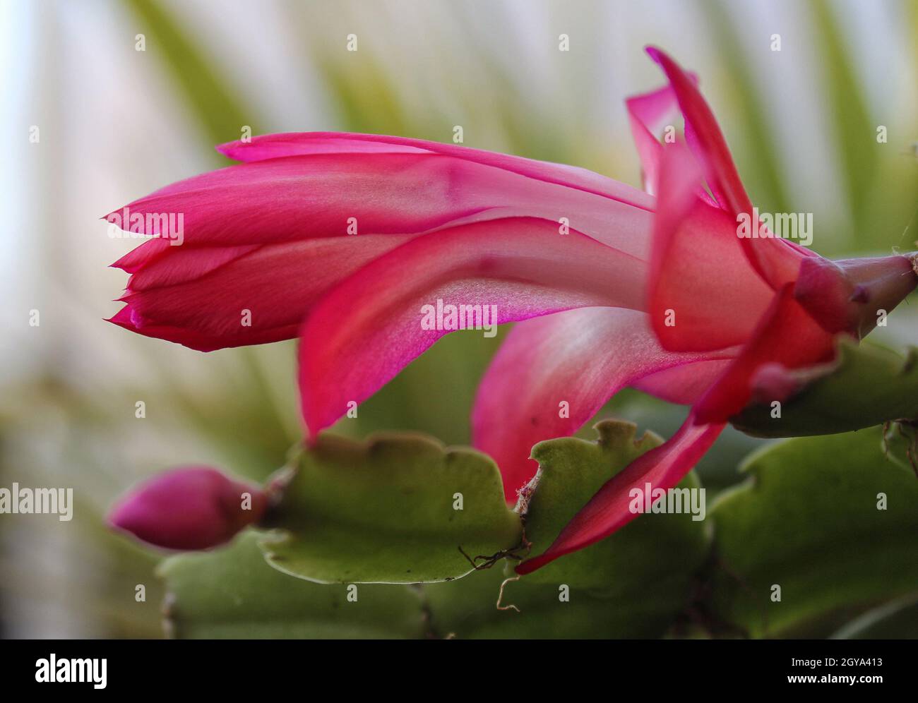 Natale Cactus con fiori rosa S. truncata Foto Stock