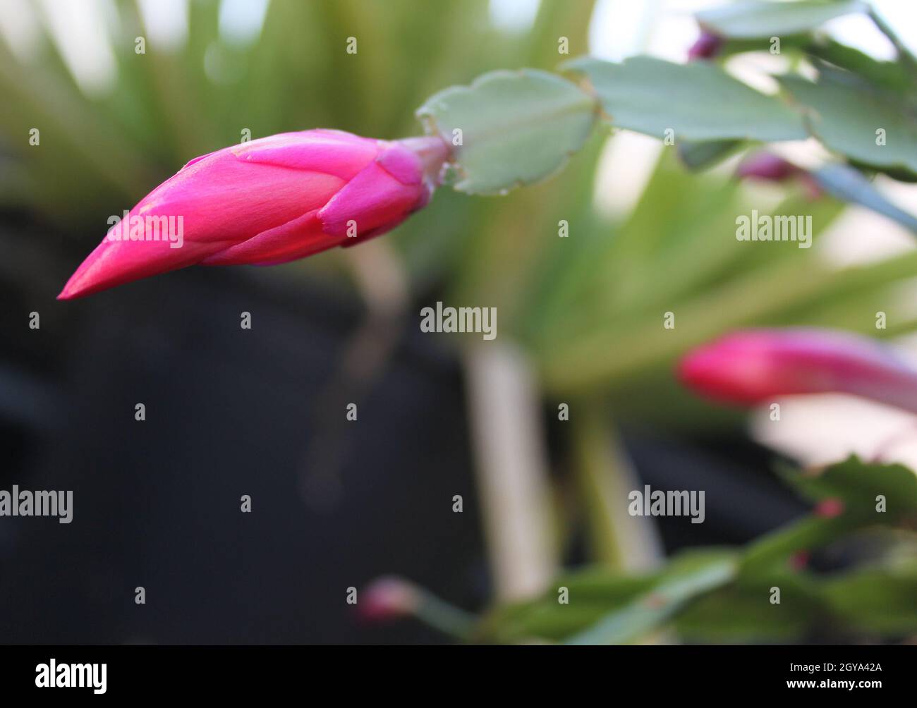 Natale Cactus con fiori rosa S. truncata Foto Stock