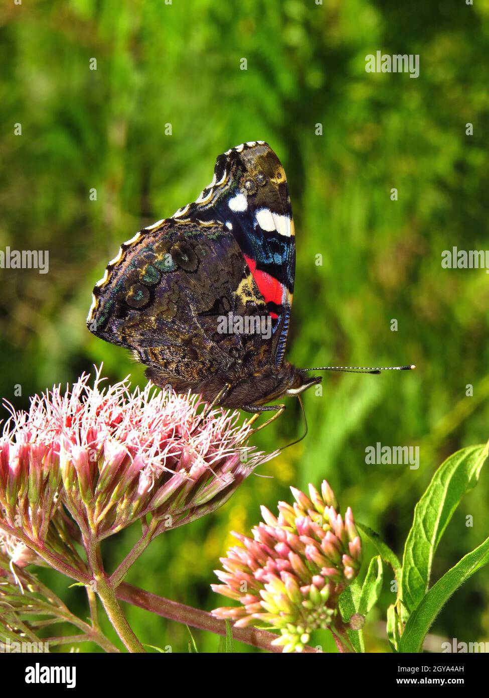 Admiral, Unterseite, auf Dostblüte Nektar saugend, Hevetal, Naturpark Arnsberger Wald. Foto Stock