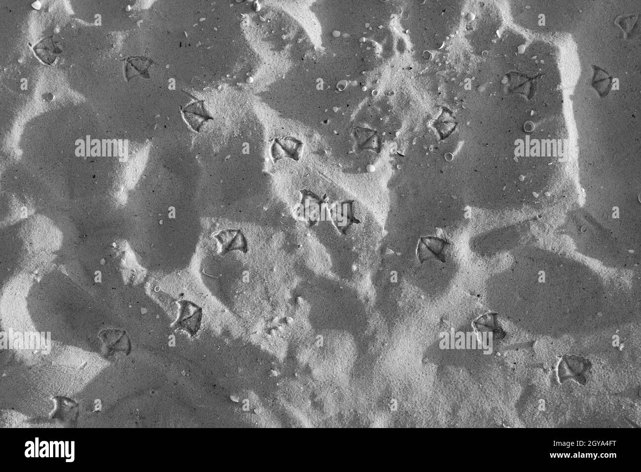 Le impronte di gabbiano nella sabbia, sulla spiaggia, possono essere usate come sfondo Foto Stock