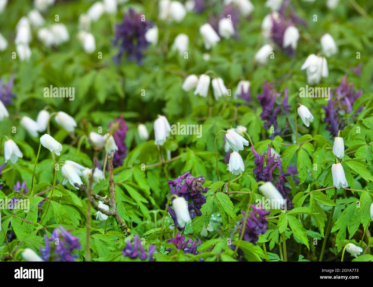 Fioritura precoce (primrose) delle foreste dell'Europa settentrionale. Anemone del legno europeo (Anemone nemorosa) e fumewart (Corydalis solida) nella foresta del parco (legno Foto Stock