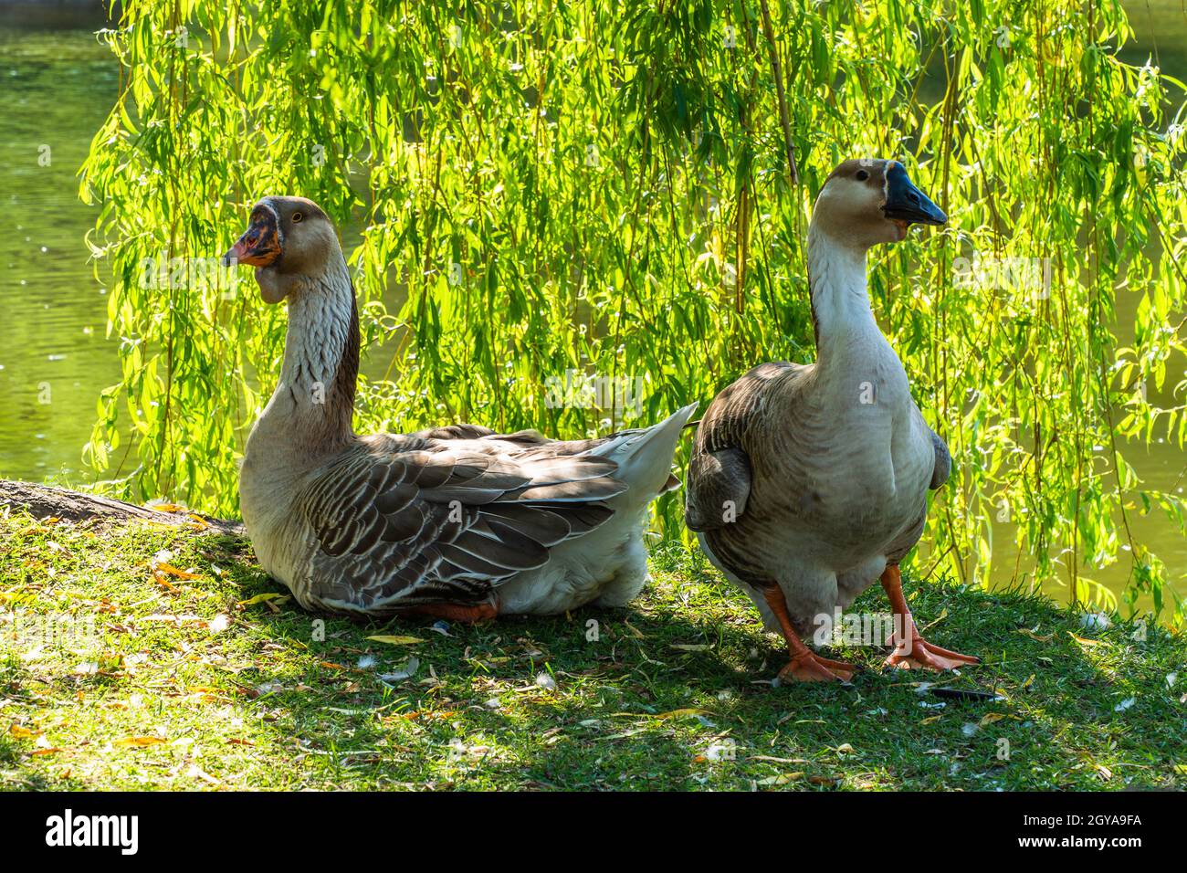 Anatre selvatiche seduti sul prato vicino al laghetto. Foto Stock