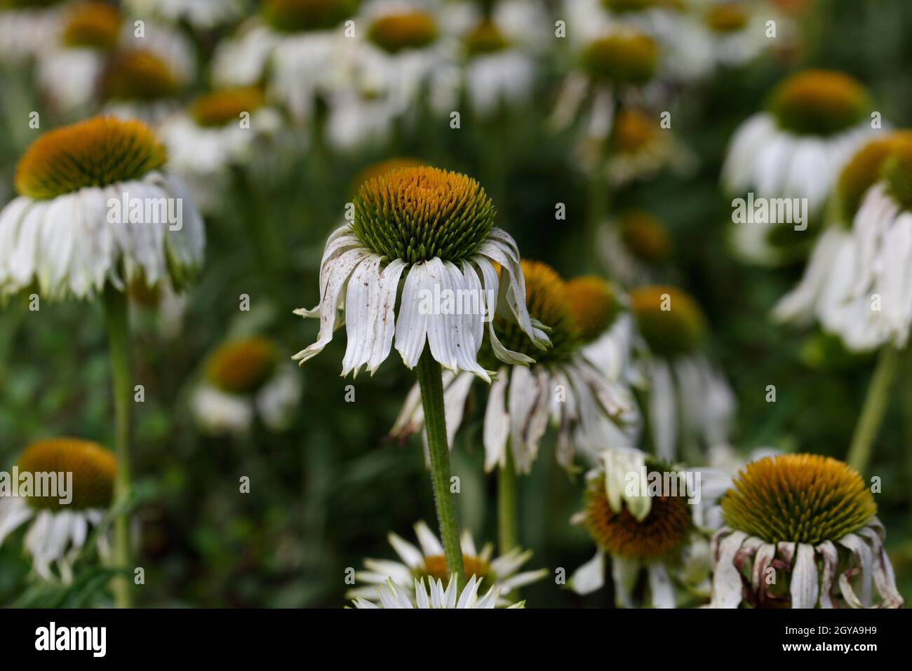 Campo di purpurea di Echinacea 'Alba' con fiori bianchi selvaggi Foto Stock