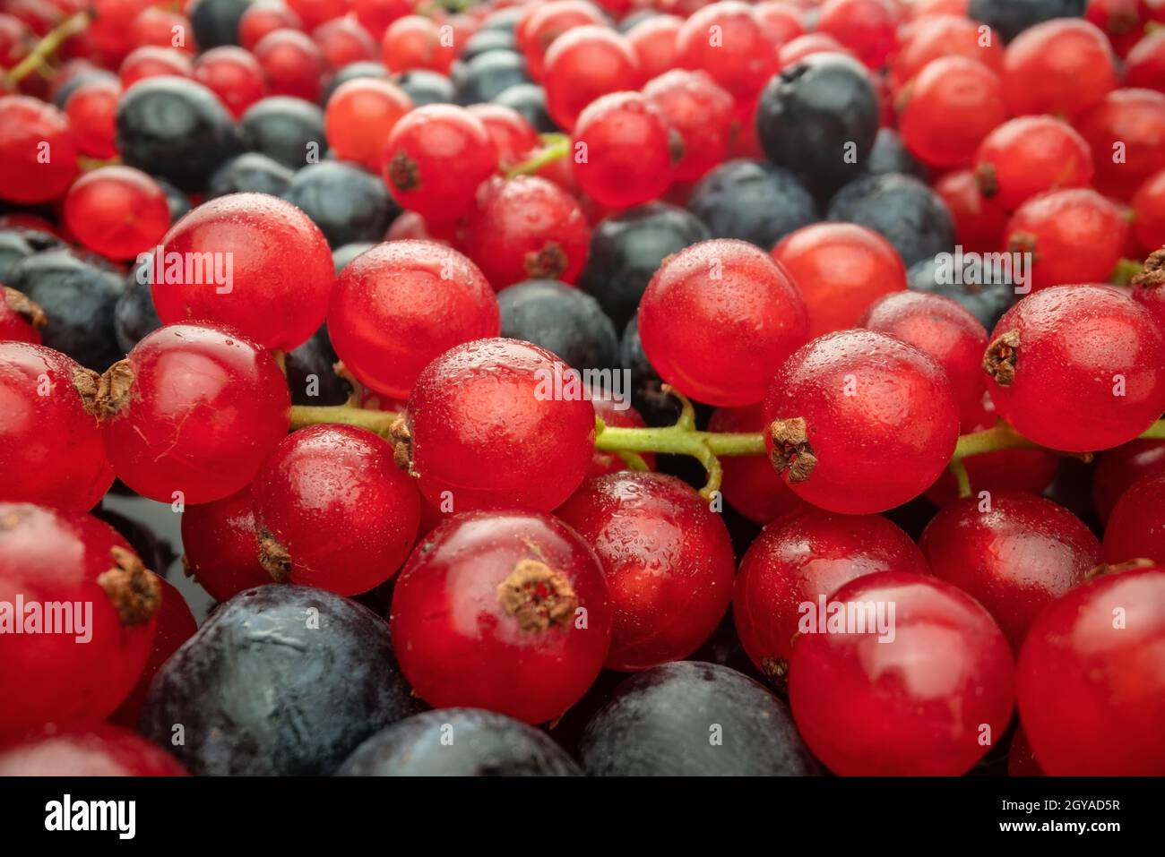 Varie bacche selvatiche fresche su sfondo di vetro nero, vista laterale. Mix di frutti di bosco. Lingonberry, fragola. Foto Stock