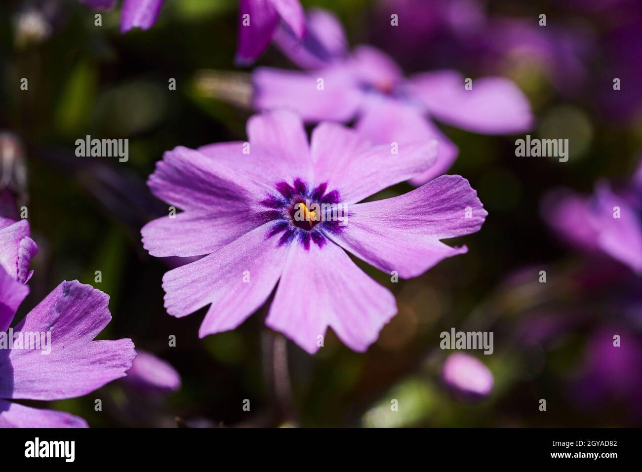 Diversi fiori viola con petalo interno viola più scuro e un centro arancione Foto Stock