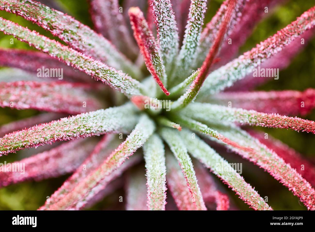 Macroscopio di una pianta fiorita viola, rosa e verde Foto Stock