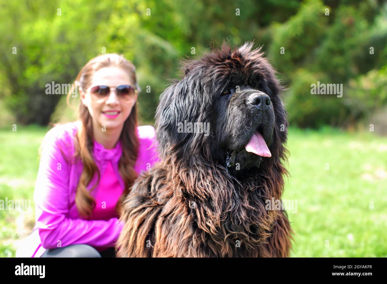 Enorme cane di Terranova (dettaglio sulla testa) con donna sfocata in rosa e verde parco in background. Foto Stock