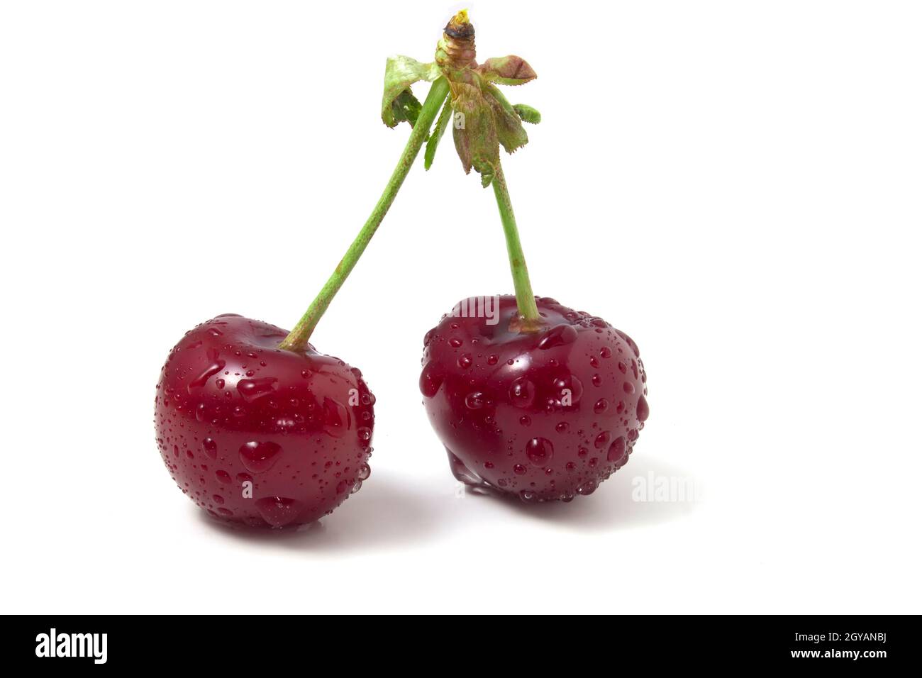 Isolato su ciliegie bianche con gocce di rugiada. Due bacche mature. Freschezza della frutta estiva nella cornice Foto Stock