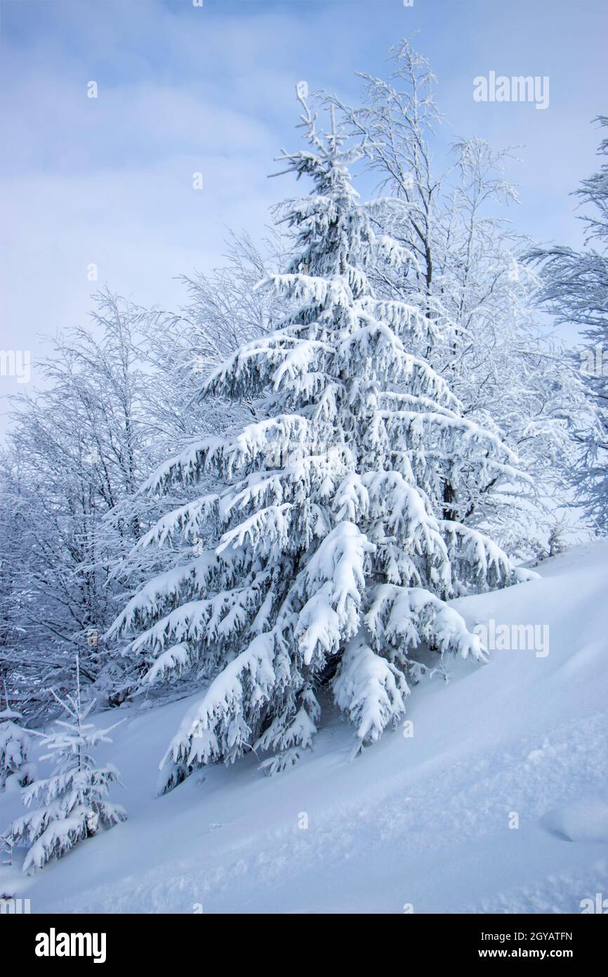 Bell'albero di Natale coperto da uno spesso strato di neve. L'albero di Natale cresce su un pendio alto in montagna. Paesaggio invernale. Foto Stock