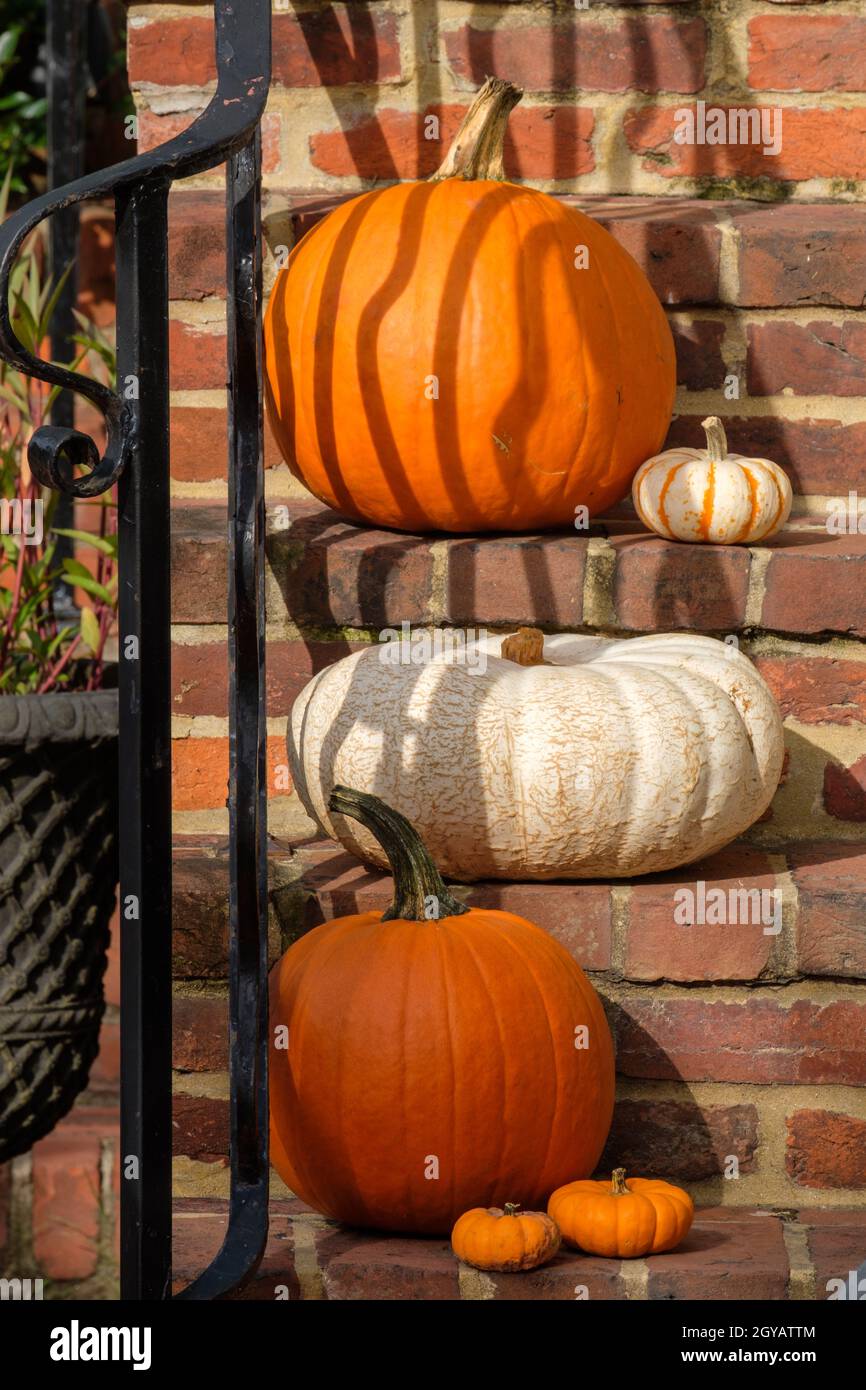 Visualizzazione della zucca su Stoop Foto Stock