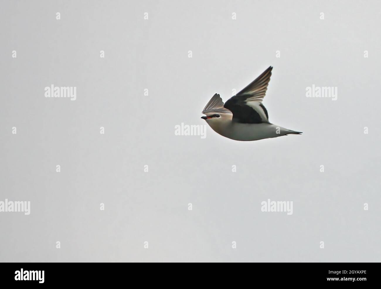 Piccolo Pratincole (Glareola lattea) adulto in volo sul fiume Nameri, Assam, India Gennaio Foto Stock