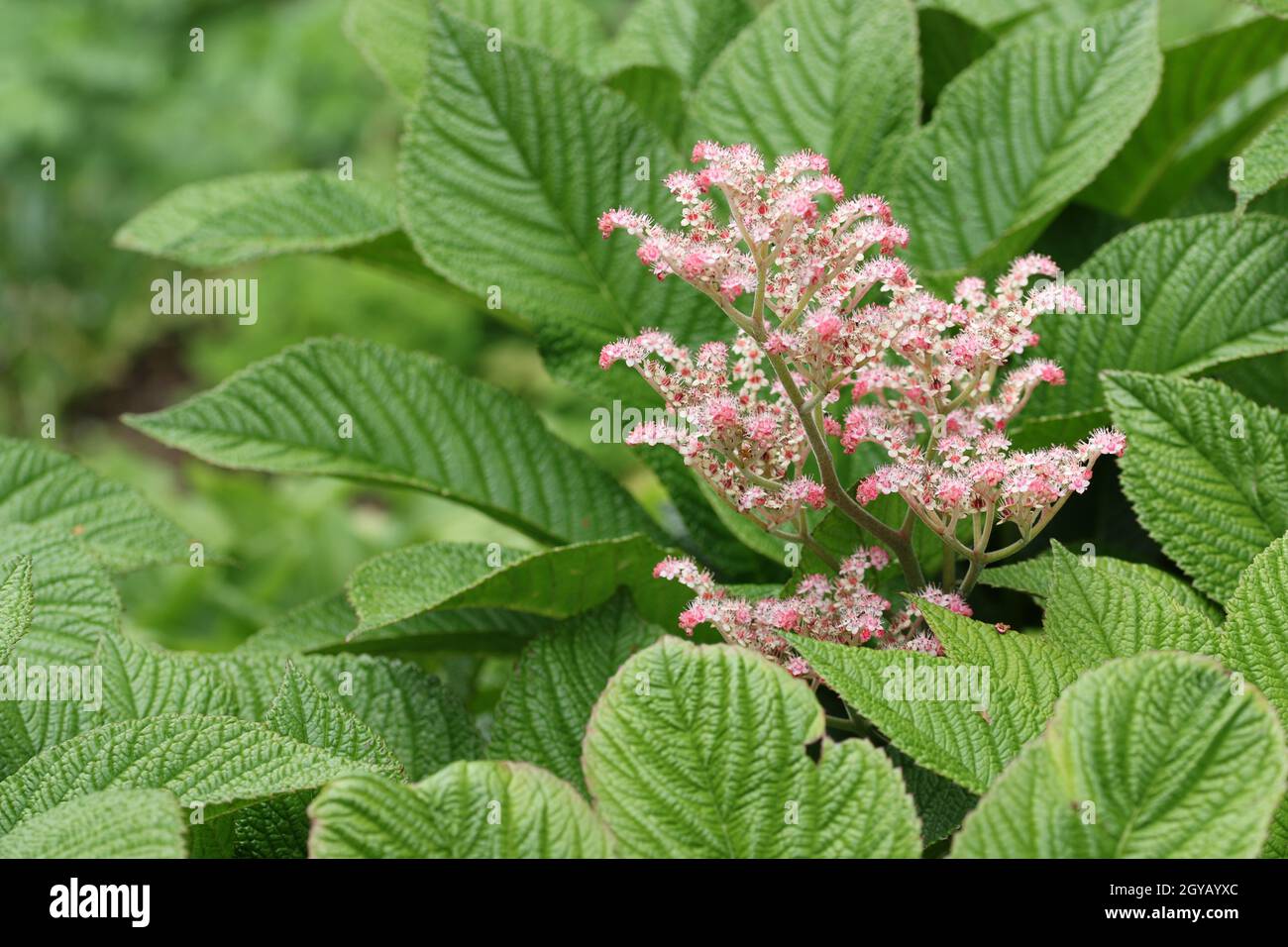 Henrys castagno lievitato rodgersia, Rodgersia aesculifolia varietà Henrici, foglie e fiori e uno sfondo di foglie sfocate. Foto Stock