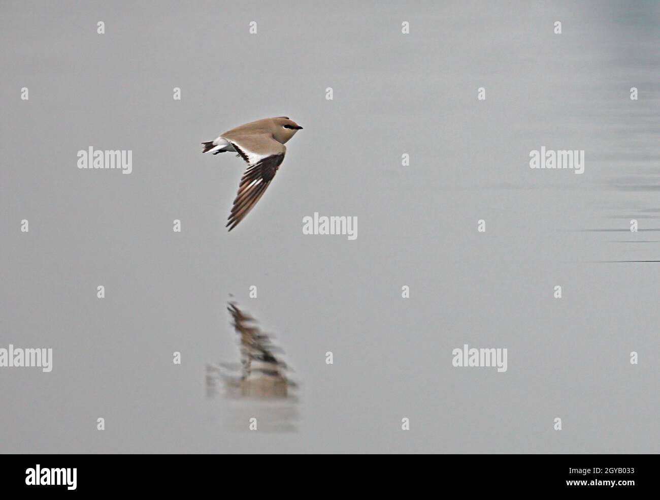 Piccolo Pratincole (Glareola lattea) adulto in volo sul fiume Nameri, Assam, India Gennaio Foto Stock