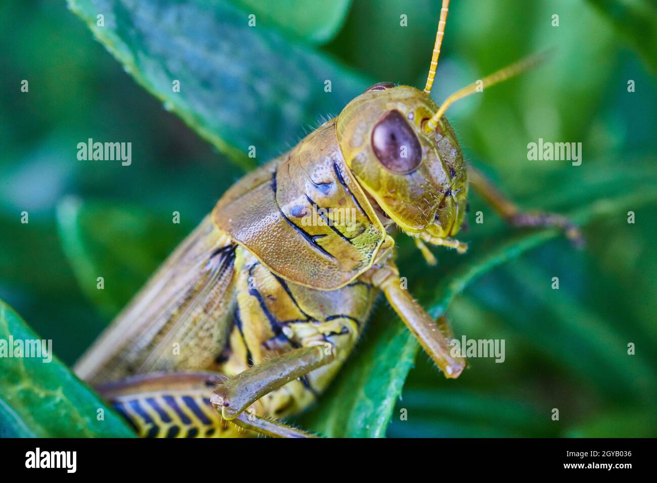 Primo piano di un cricket su una foglia verde Foto Stock