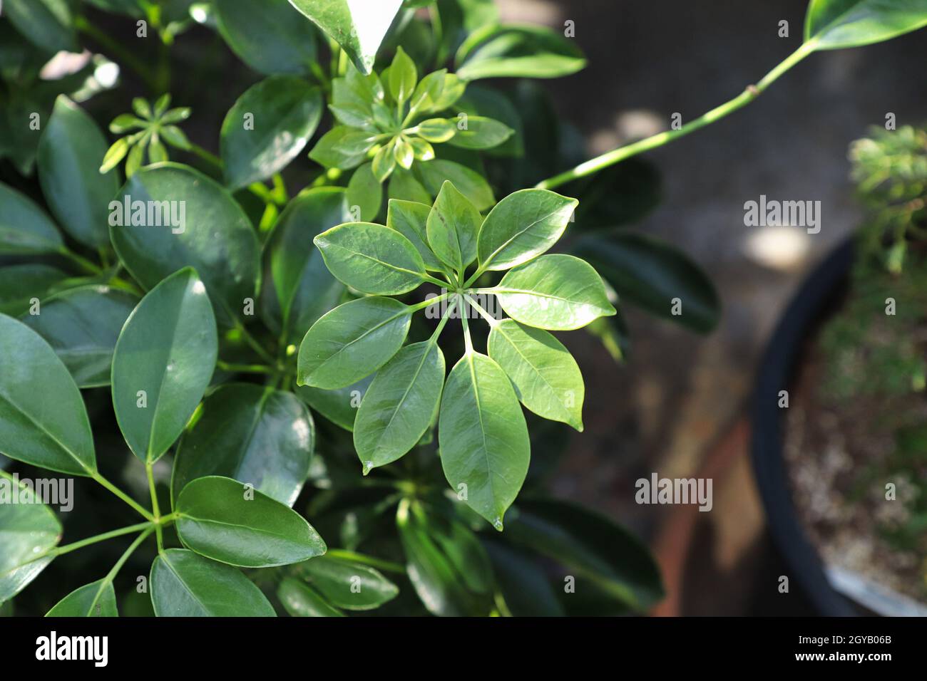 Foglie di crescita piccole e nuove su un albero di ombrello nano. Foto Stock