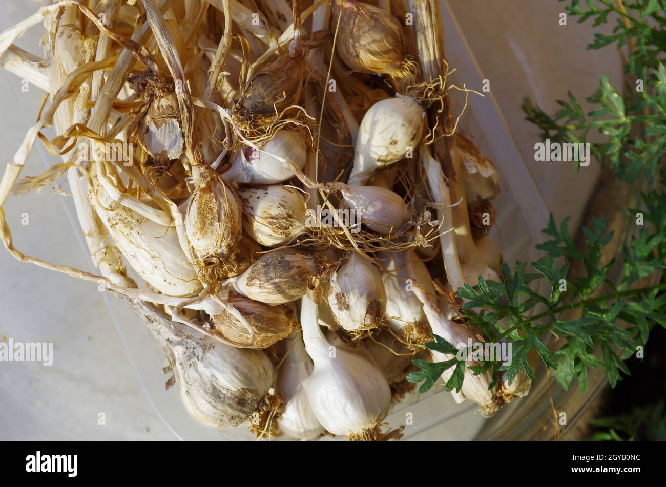 Aglio e scalogni appena sfornati e lasciati asciugare al sole Foto Stock