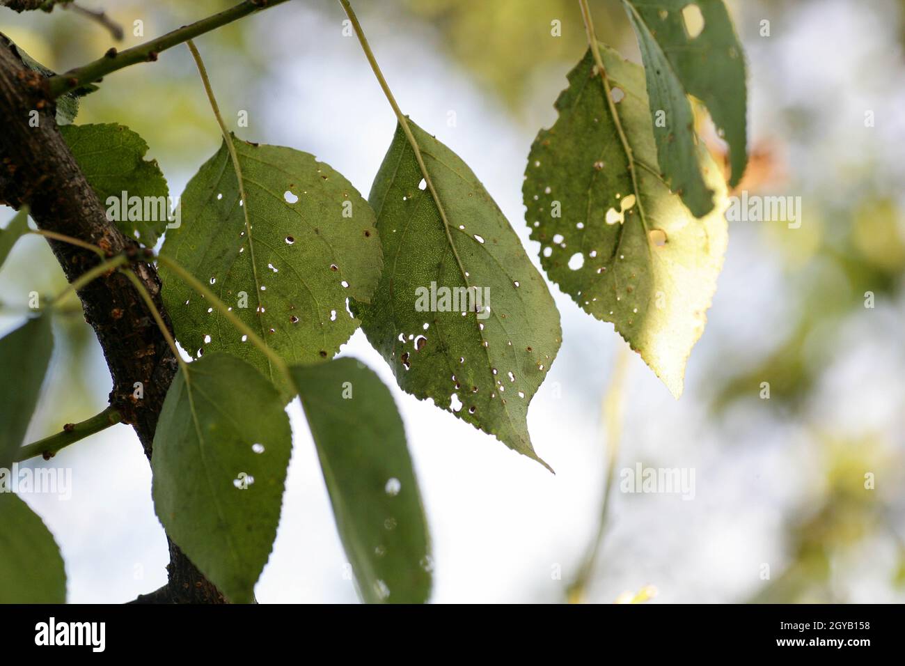 Afidi foglia danneggiata da parassiti e malattie. La colonia di Aphidoidea danneggia gli alberi nel giardino mangiando le foglie. Pericoloso peste di piante coltivate che mangiano succo vegetale. Foto Stock