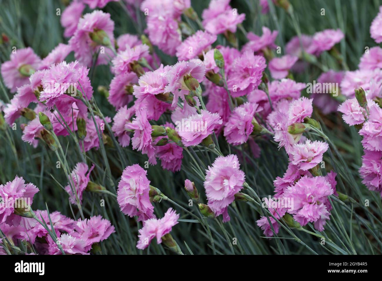 Rosa giardino rosa, Dianthus plumarius varietà Rose de mai, fiori, con uno sfondo di foglie sfocate. Foto Stock