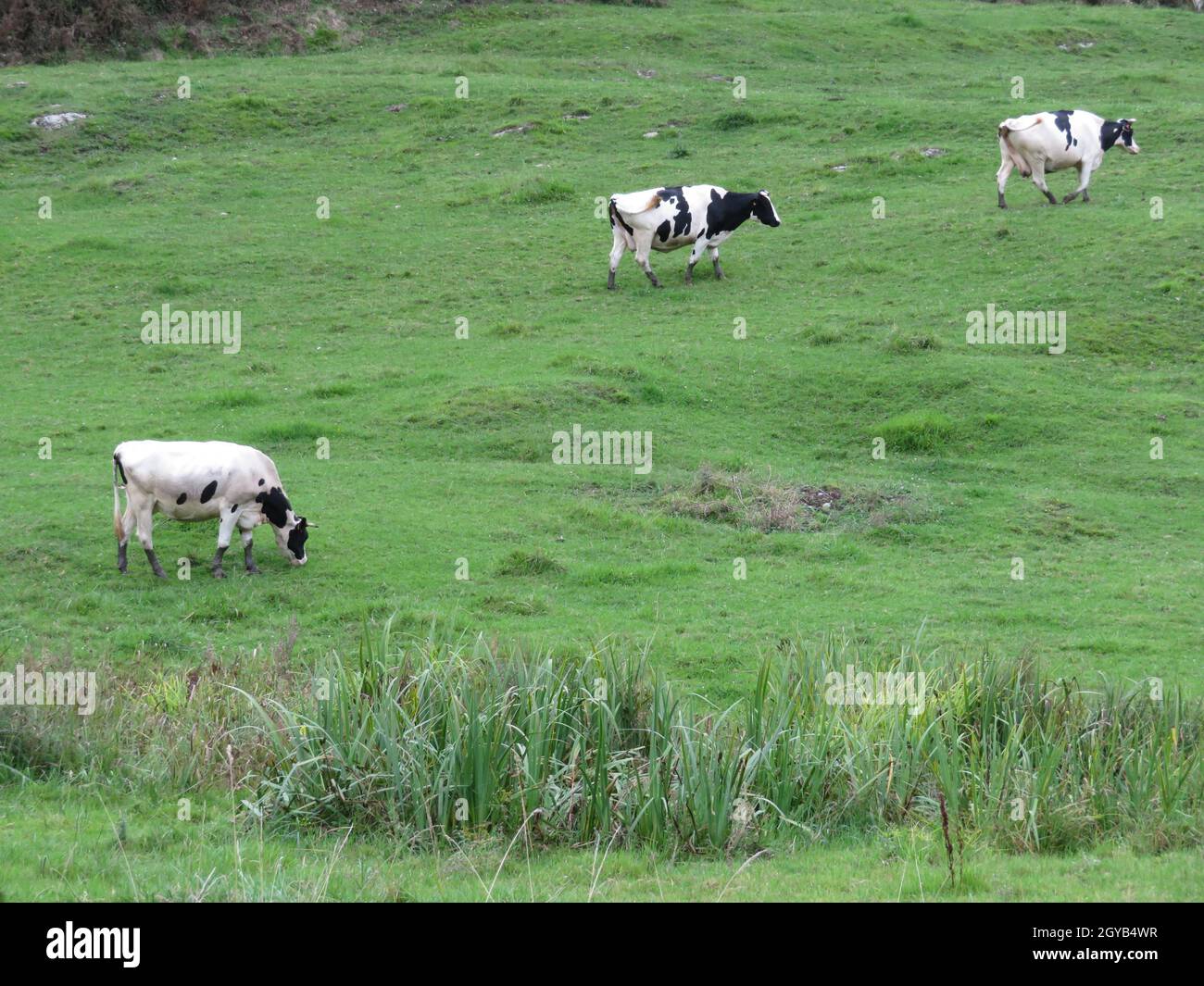 belle mucche prati pascolo animali erbivori fattoria Foto Stock