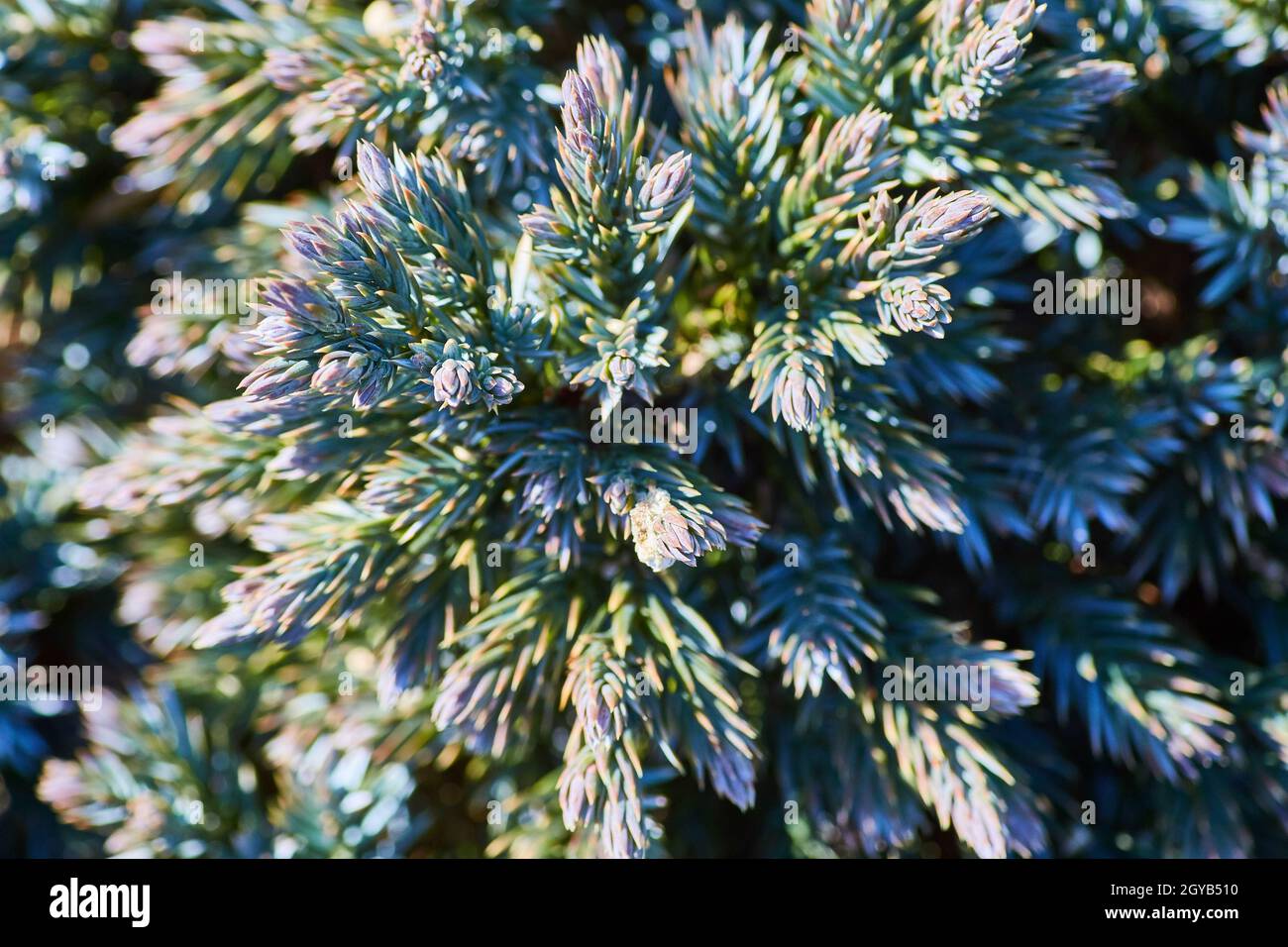 Gli aghi verdi di pino morbido si avvicinano Foto Stock