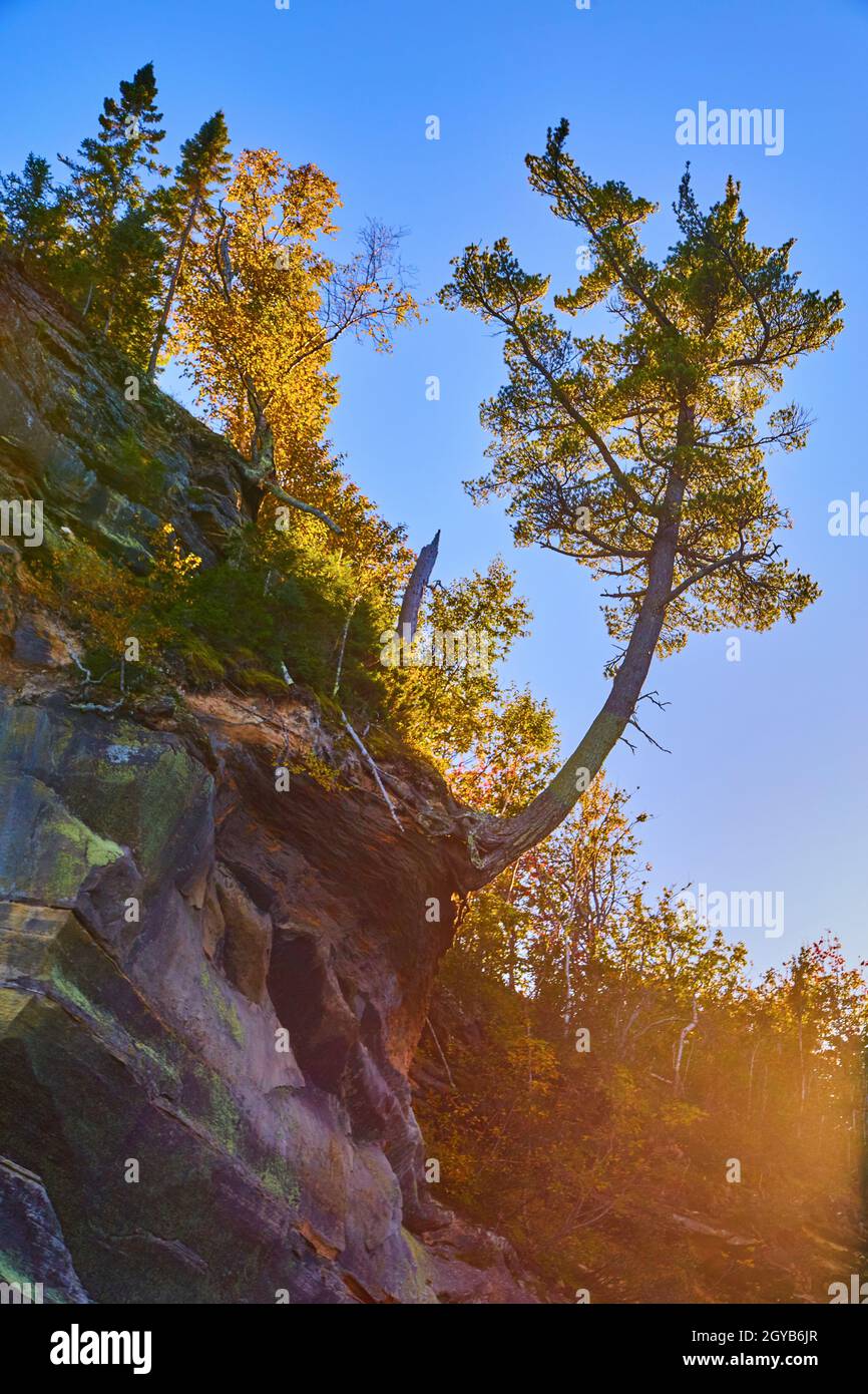 Albero a forma di J su una scogliera rocciosa con un ceppo di albero rivolto verso il cielo Foto Stock
