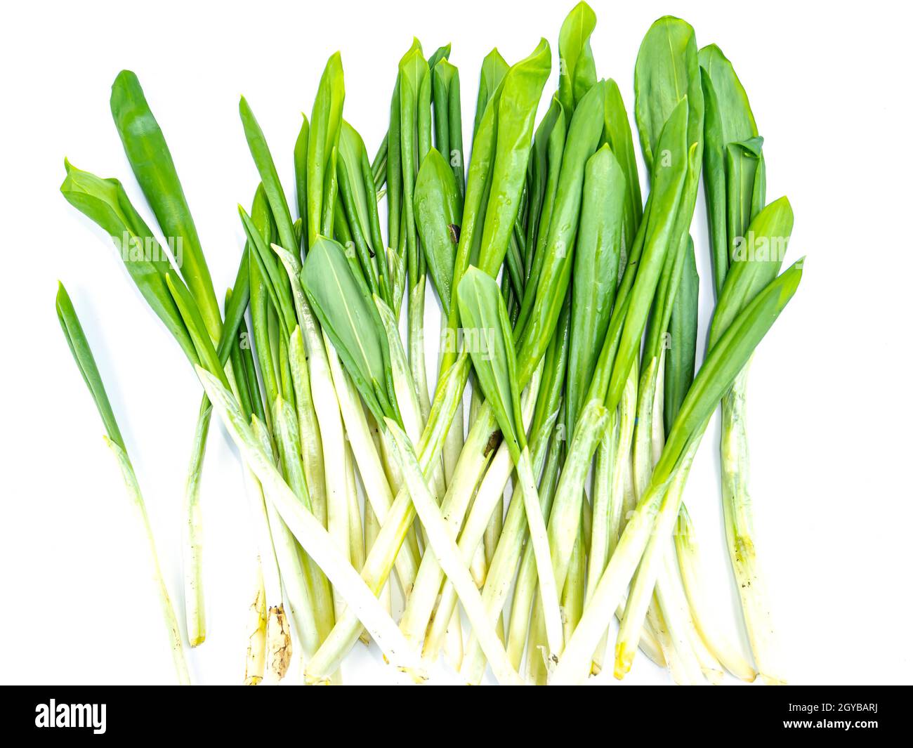 Primavera foglie di aglio selvatico su sfondo bianco. Posizionare per il testo. Ricetta. Vitamina. Posizionare per il testo. Foto Stock
