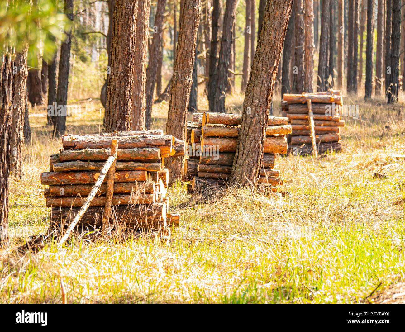 Tronchi di pino accatastati in un mucchio nella foresta quando abbattuto. Lo scavo. Raccolta della foresta. Industria del legno. Lavorazione forestale. Ambiente. Ecologia. P Foto Stock