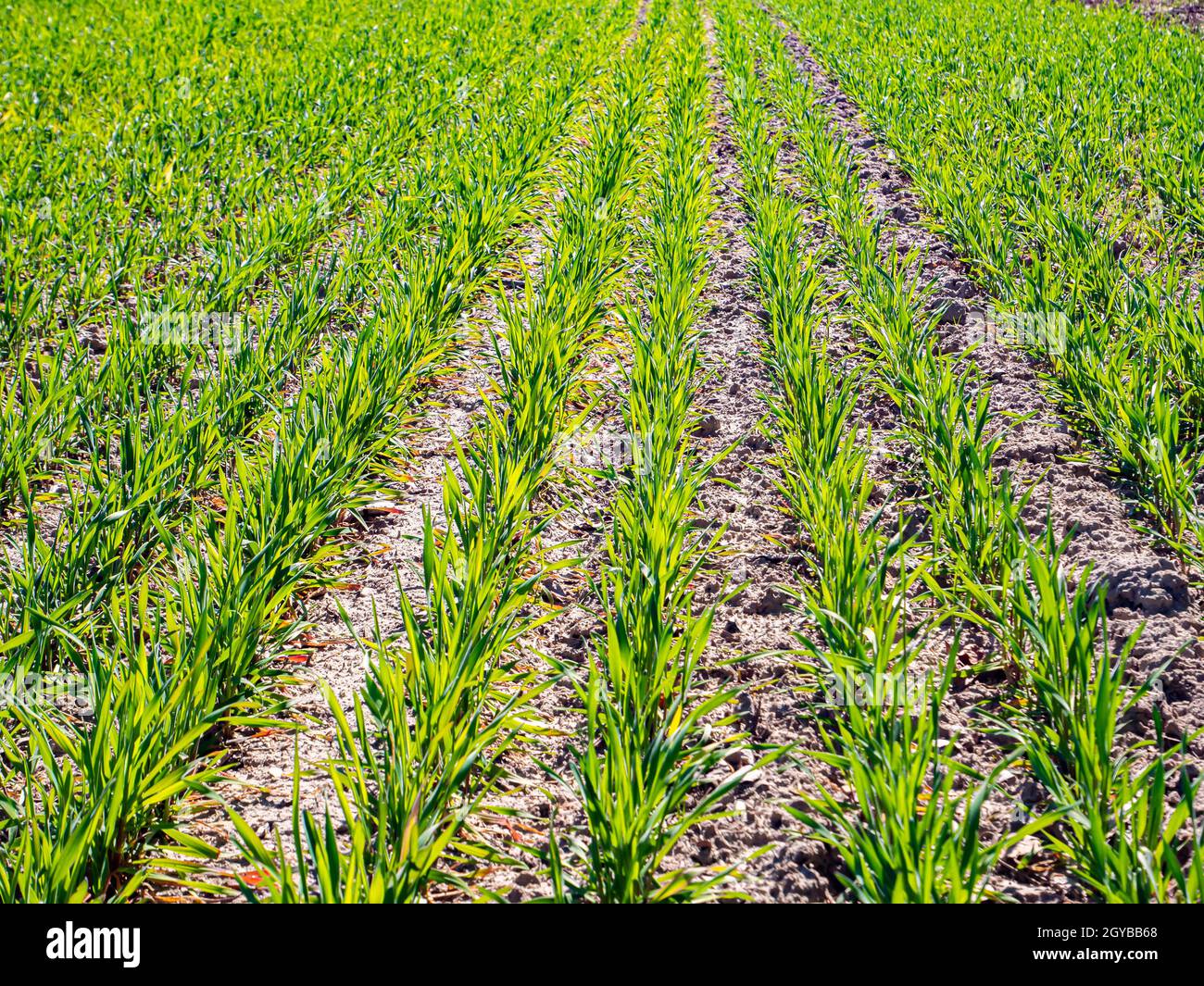 Verdi file di germogli invernali su un campo agricolo in primavera. Giornata della Terra. Agricoltura. Posiziona per testo. Immagine di sfondo. Foto Stock