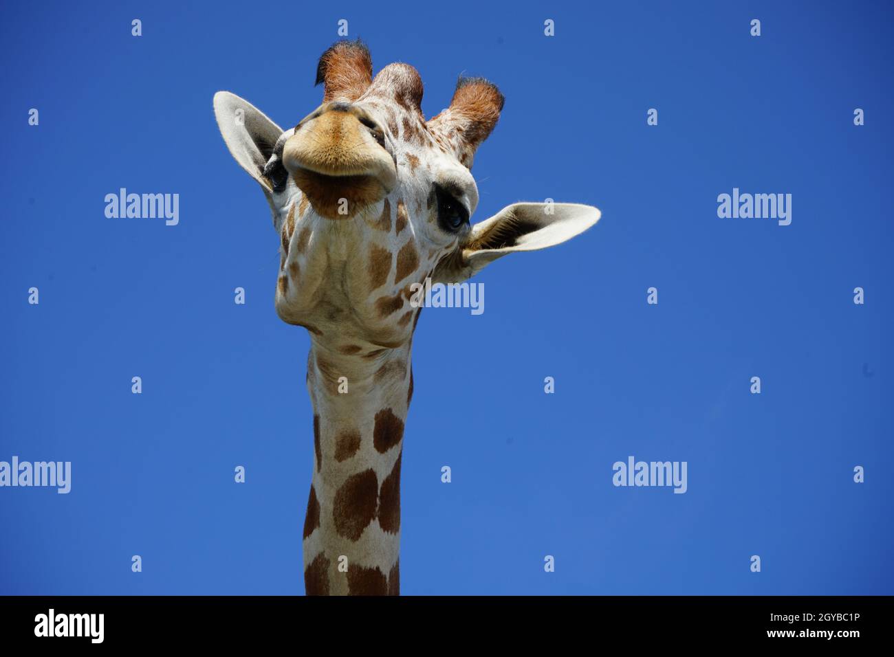 Giraffa Foto Stock