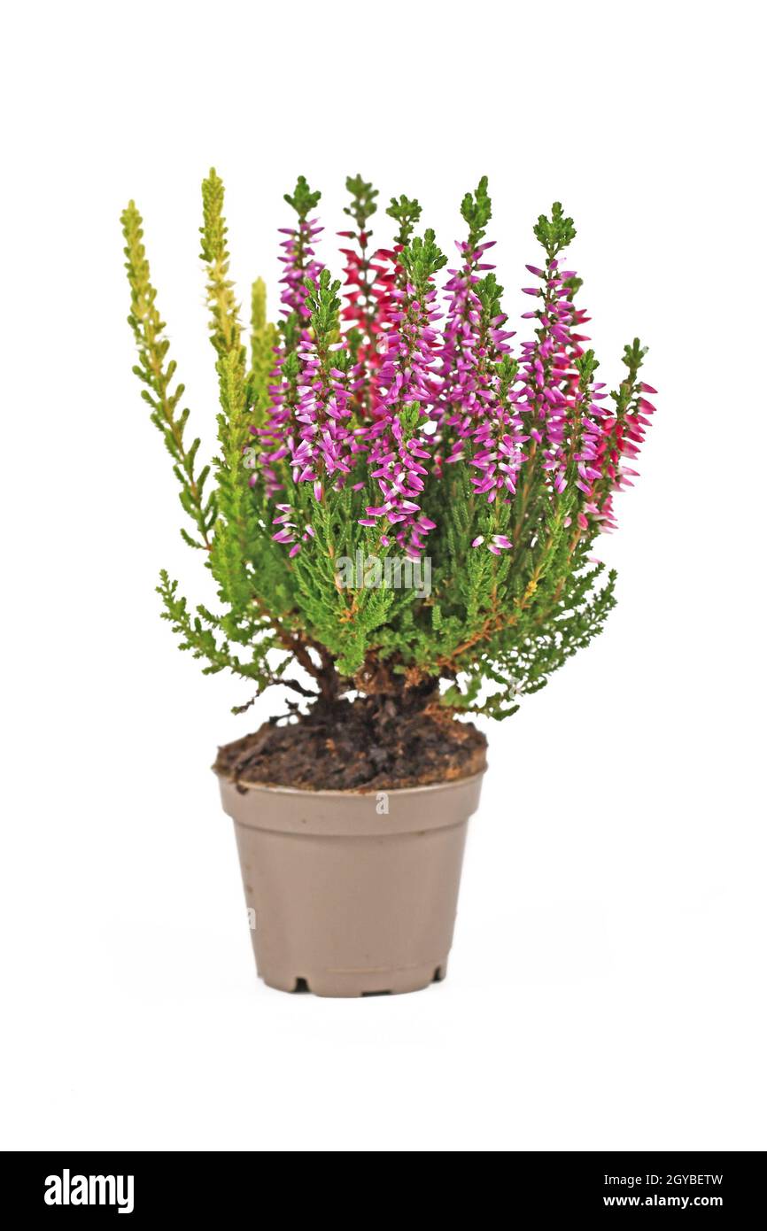 Pianta di erica di Calluna vulgaris multicolore in vaso di fiori su sfondo bianco Foto Stock