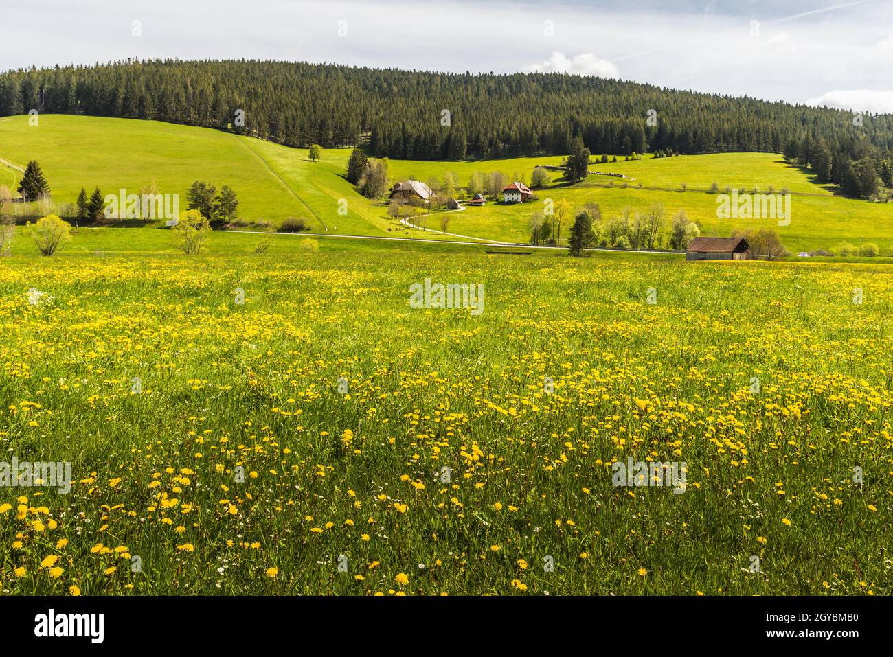 Prato in fiore del dente di leone, pascoli e case coloniche nella Foresta Nera, Jostal vicino Titisee-Neustadt, Baden-Wuerttemberg, Germania Foto Stock