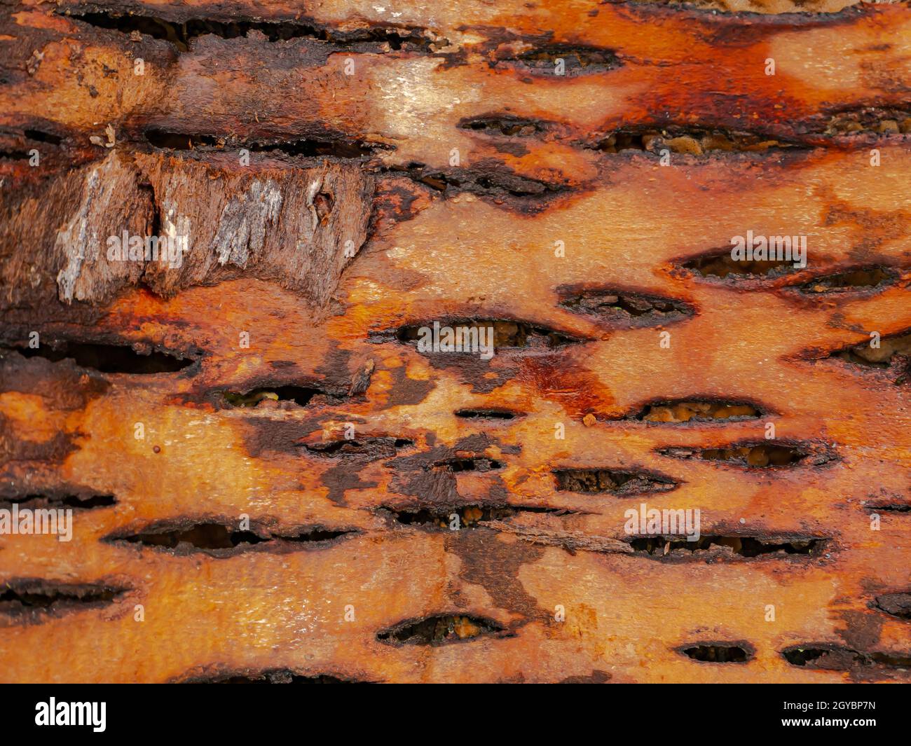 La struttura del lato interno della corteccia dell'albero. La corteccia dell'albero dall'interno. Texture. Immagine di sfondo. Posiziona per il testo. Registrazione. Corteccia di betulla l Foto Stock