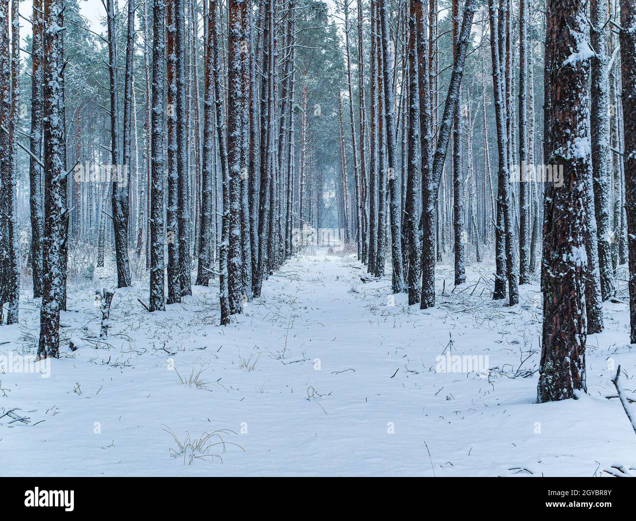 File di alberi di pineta nella neve. Neve frizzante. Foresta. Pino. Stagione invernale. Buon Natale. Vacanze di Natale. Meteo. Paesaggista naturale Foto Stock