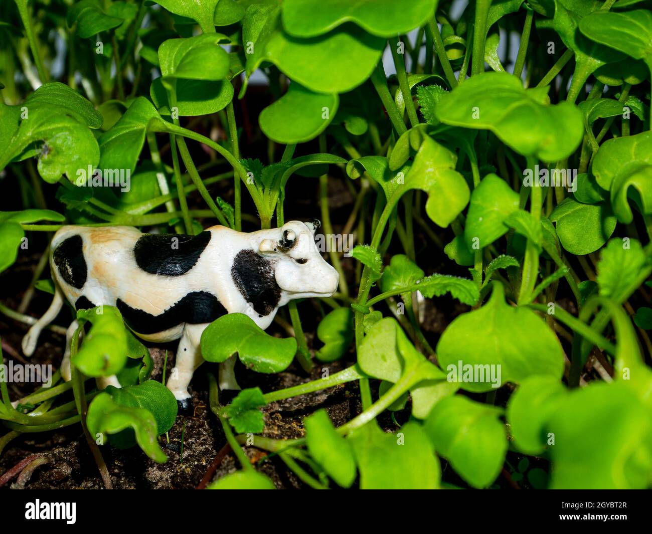 Mucca bianca animale con macchie nere in erba verde. Mucca di bestiame. Erba verde. Allevamento di bovini. Allevamento di bestiame. Agricoltura. Bestiame. Fattoria di latte. Latticini c Foto Stock