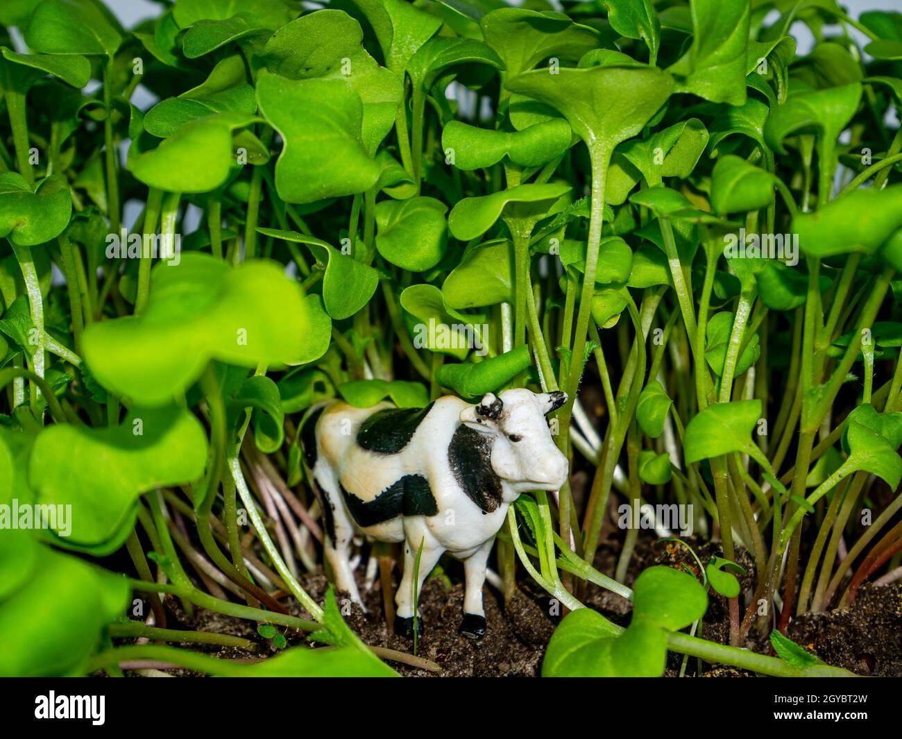Mucca bianca animale con macchie nere in erba verde. Mucca di bestiame. Erba verde. Allevamento di bovini. Allevamento di bestiame. Agricoltura. Bestiame. Fattoria di latte. Latticini c Foto Stock