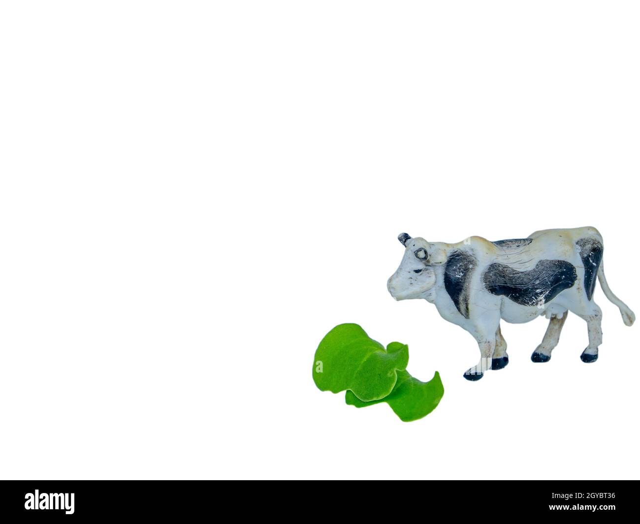 Mucca bianca animale con macchie nere mangia erba verde. Mucca di bestiame. Erba verde. Allevamento di bovini. Allevamento di bestiame. Agricoltura. Bestiame. Fattoria di latte. Latticini Foto Stock