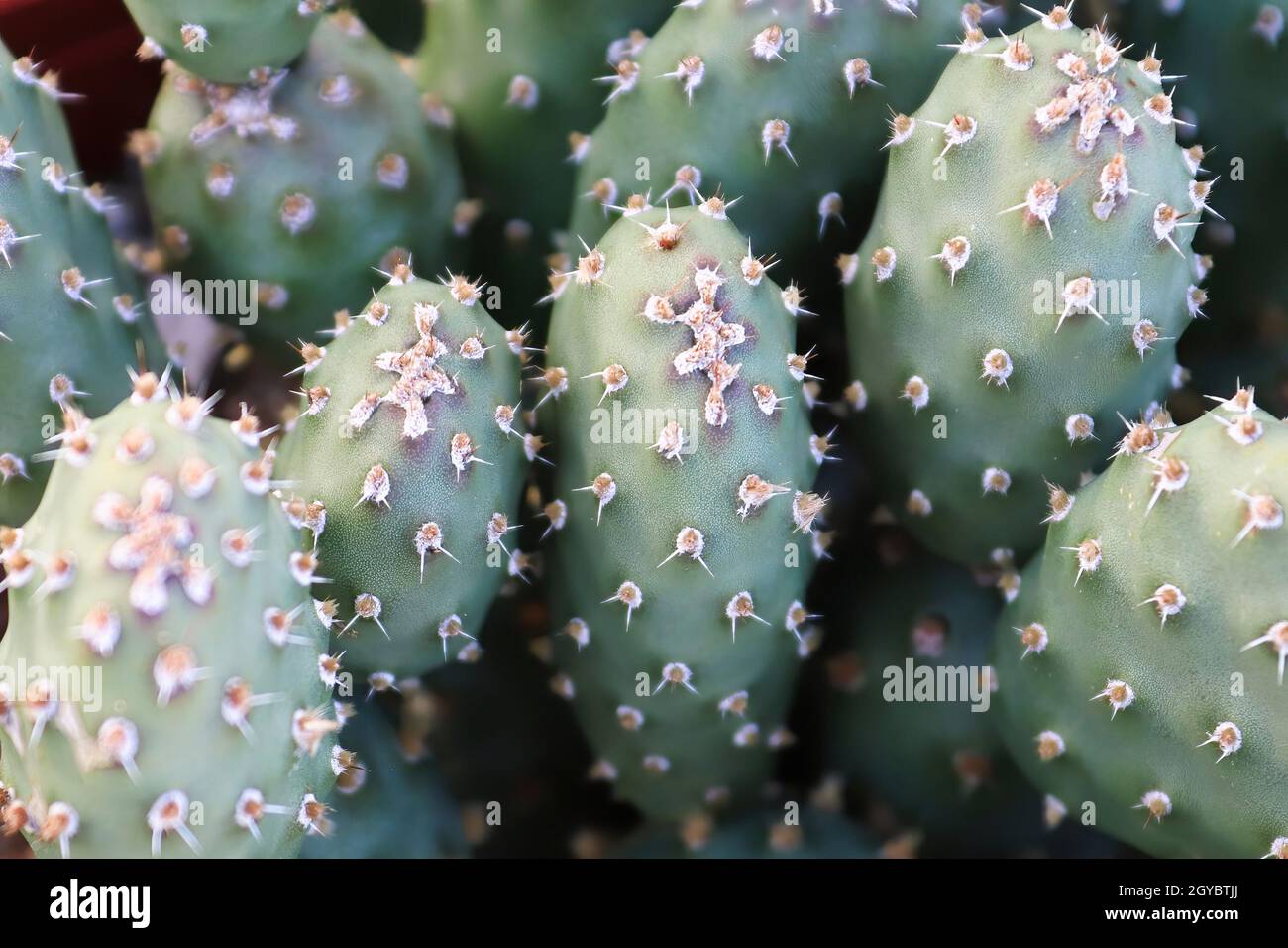 Primo piano delle pale su un Cactus Prickly Pear. Foto Stock