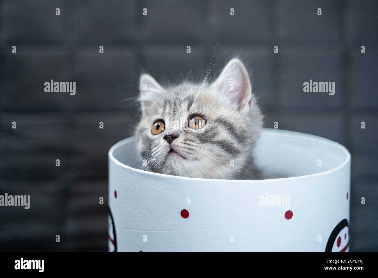 Carino gatto bambino di colore grigio scozzese razza diritto in forma di  regalo in scatola con il cuore a casa. Il gattino da tavola gioca con un  regalo che si avvolge sul