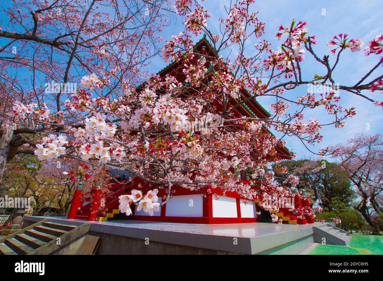 Primavera Takamichi montagna (città di Yokohama, Prefettura di Kanagawa). Luogo di ripresa: Yokohama-città prefettura di kanagawa Foto Stock