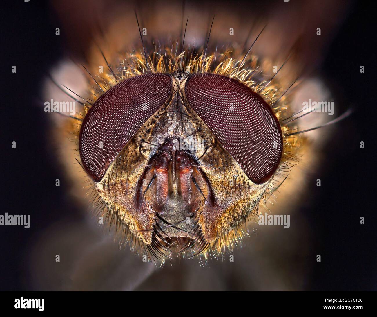 Primo piano macro con testa a mosca che mostra occhi composti, boccagli Foto Stock