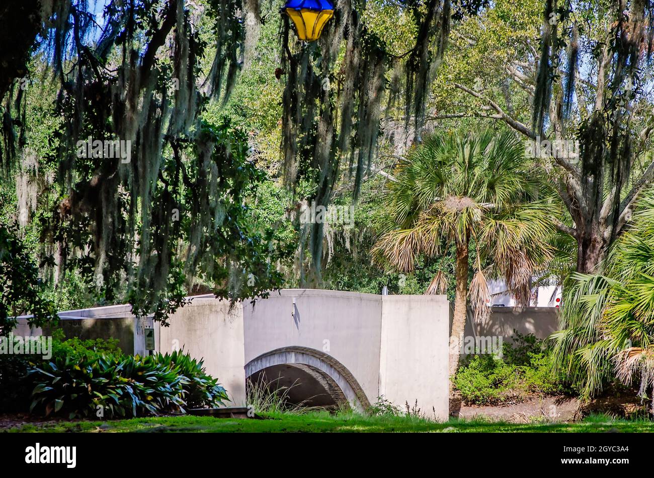 Il muschio spagnolo è appeso a querce all'Anseman Bridge nel New Orleans City Park, 14 novembre 2015, a New Orleans, Louisiana. Foto Stock