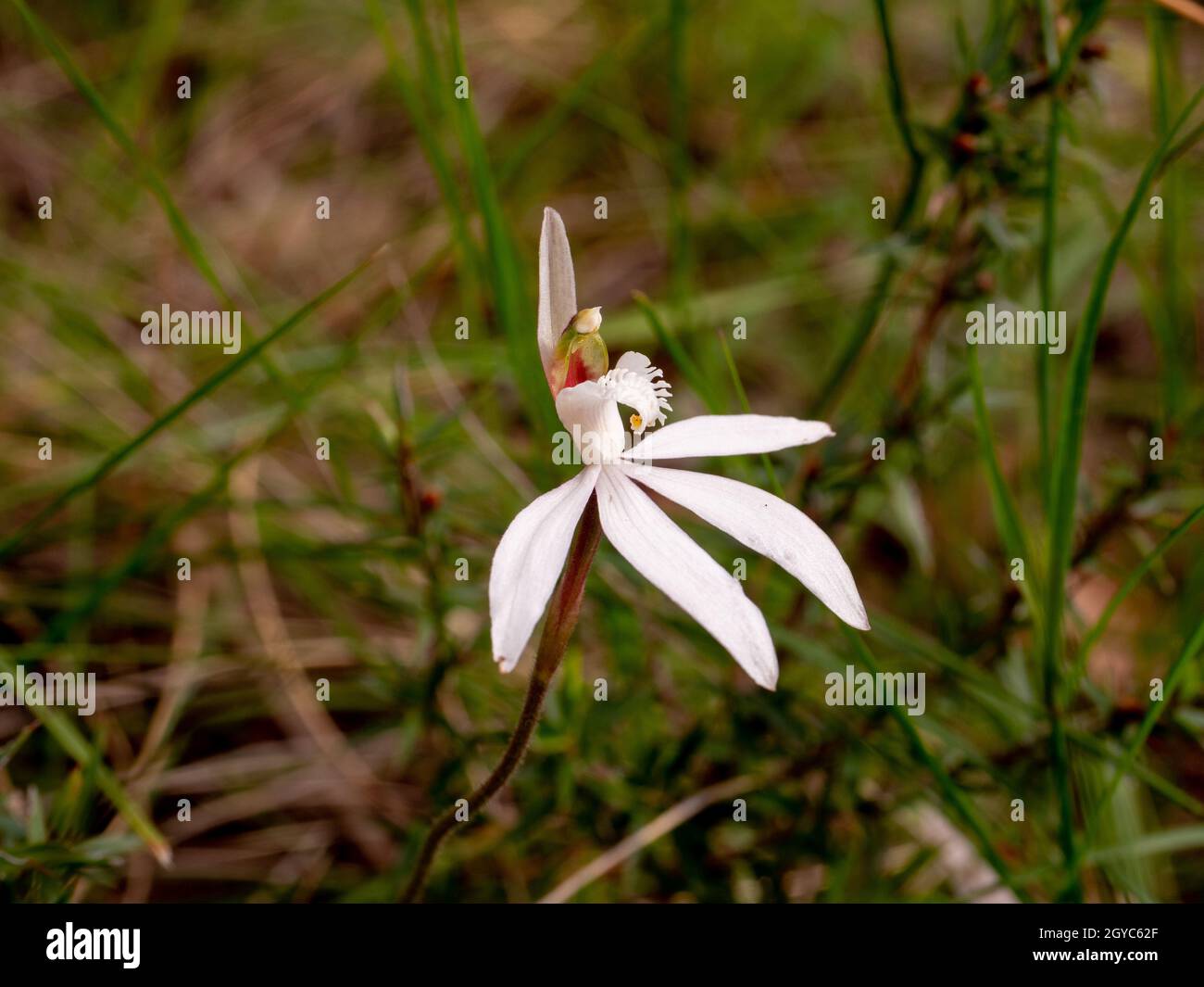 White Finger Orchid, un'orchidea australiana nativa (Caladenia catenata) fotografata sulla penisola di Mornington, Victoria, Australia Foto Stock