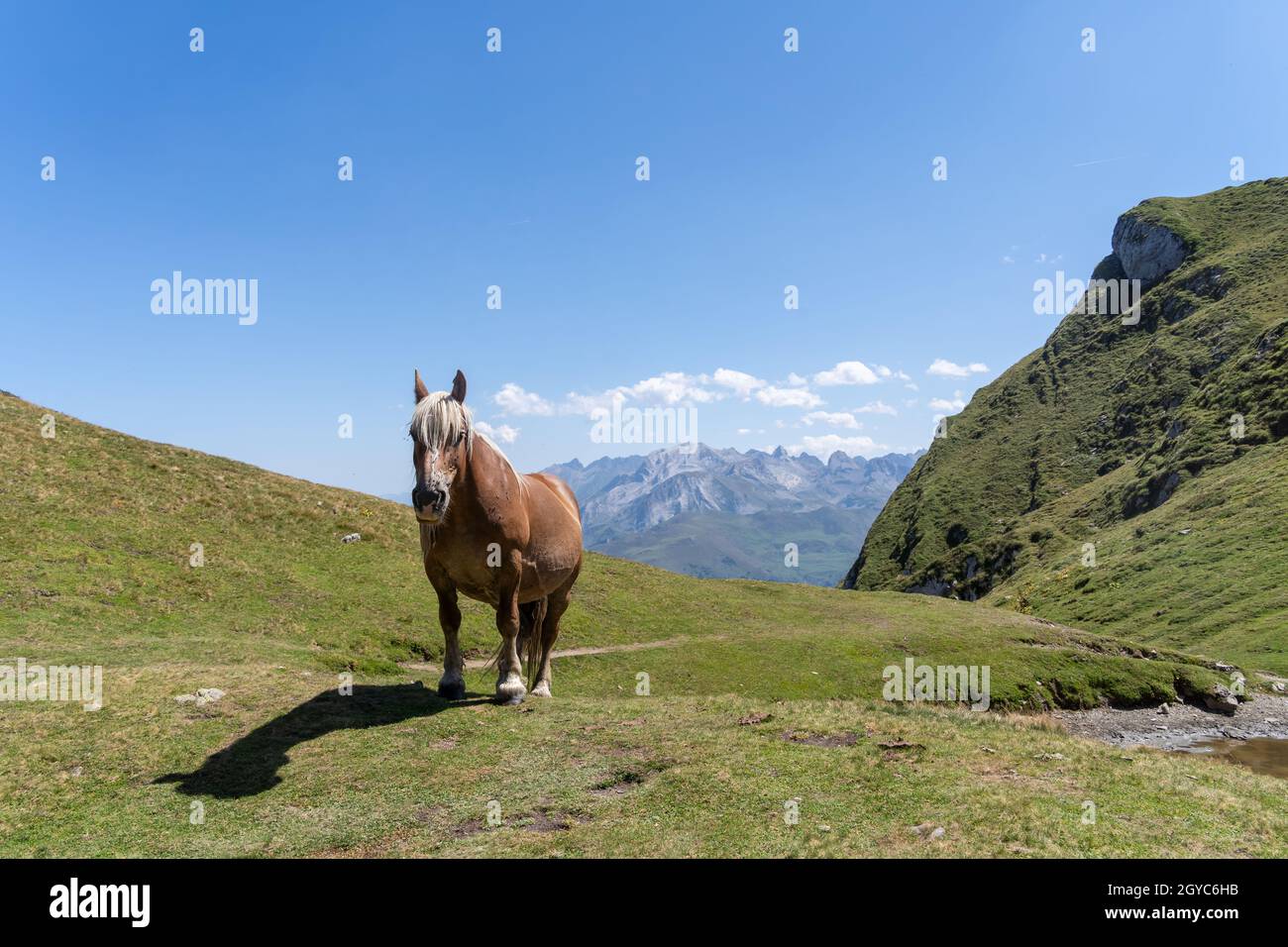 Un pony dei Pirenei da solo di fronte ad un magnifico panorama montano in una giornata estiva Foto Stock