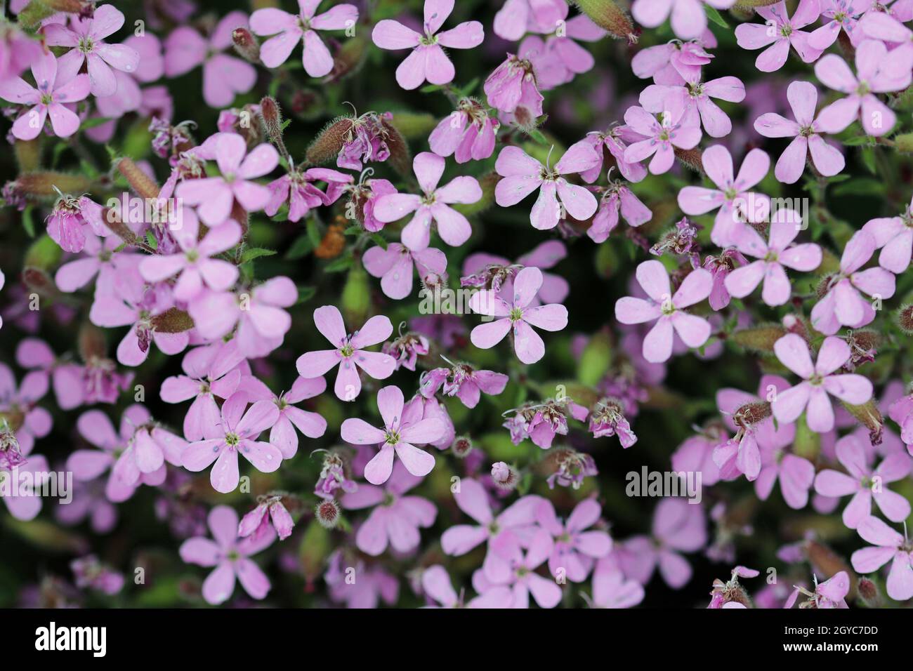 Purple rock cress, Aubrieta specie varietà Doctor Mules, fiori in primo piano con uno sfondo di fiori e foglie sfocati. Foto Stock