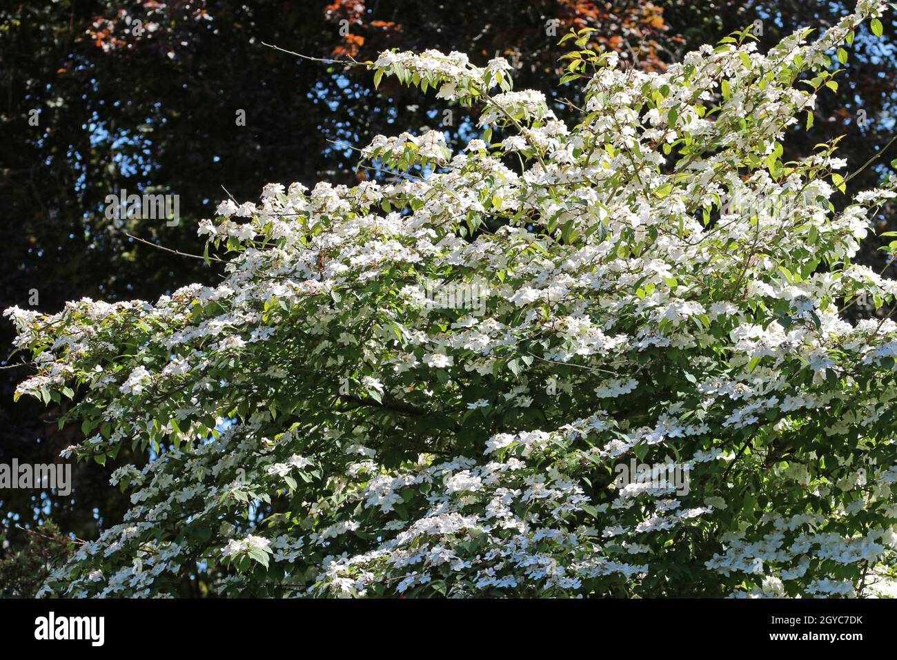 Bush di palle di neve giapponese di inizio stagione, Viburnum plicatum forma varietà di tomentosum Rosa bellezza, fiori bianchi prima che girino rosa con un backgro offuscato Foto Stock